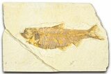 Detailed Fossil Fish (Knightia) - Wyoming #379530-1
